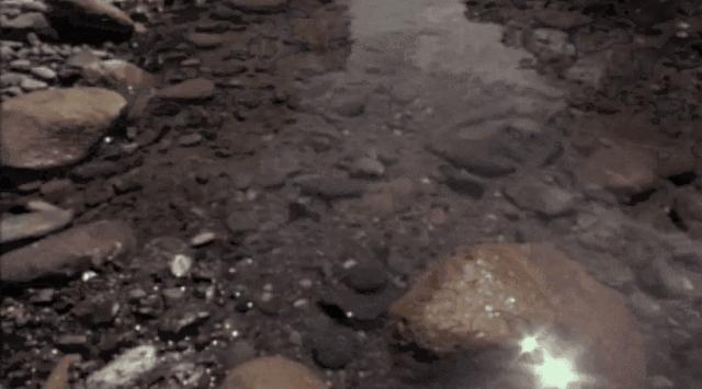 壁虎爬墙轻功,壁虎轻功水上漂的秘密是什么