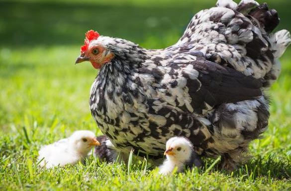 关于鸡病，你都知道多少？鸡病大全