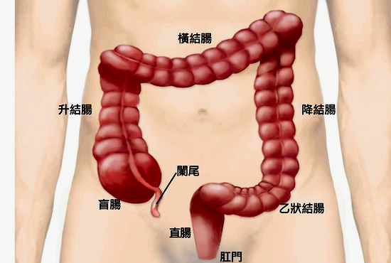 一吃完饭就想排便考虑有虫吗,一吃完饭就想排便好不好