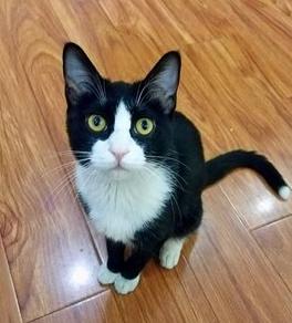 来看看你家猫在古代叫什么名字,古代猫咪花色名称大全