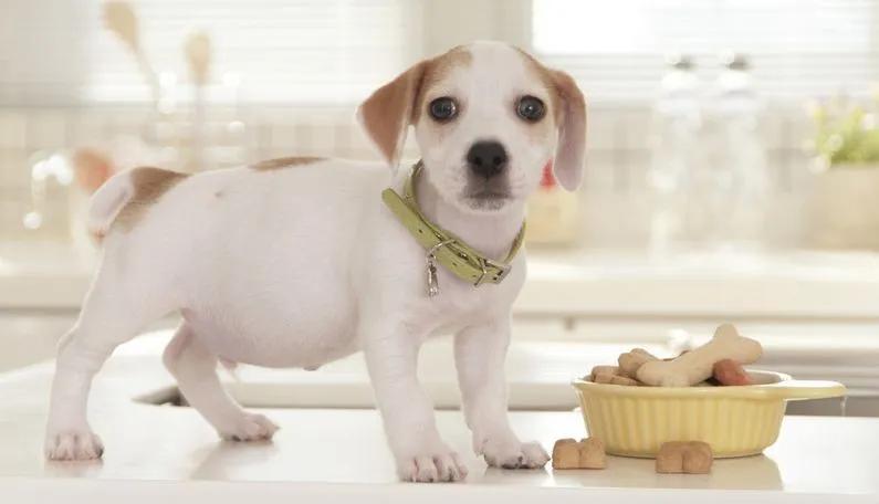狗狗突然吃饭从快变慢,狗狗突然不吃饭身上还有味道