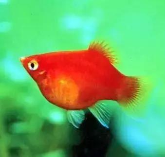 红色黄色的热带鱼是什么热带鱼,热带鱼类型有哪些