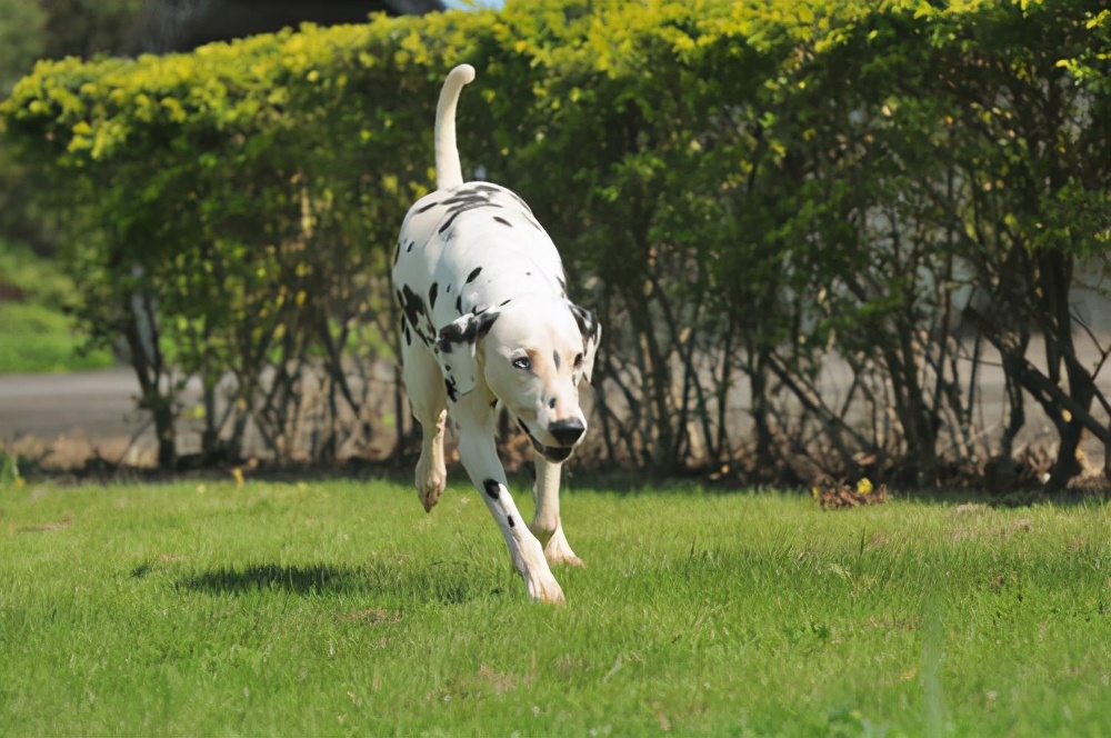 现在为啥不流行斑点狗了,斑点狗为什么现在还有人养