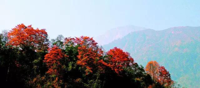 大连枫叶最佳观赏时间,大连枫叶红视频