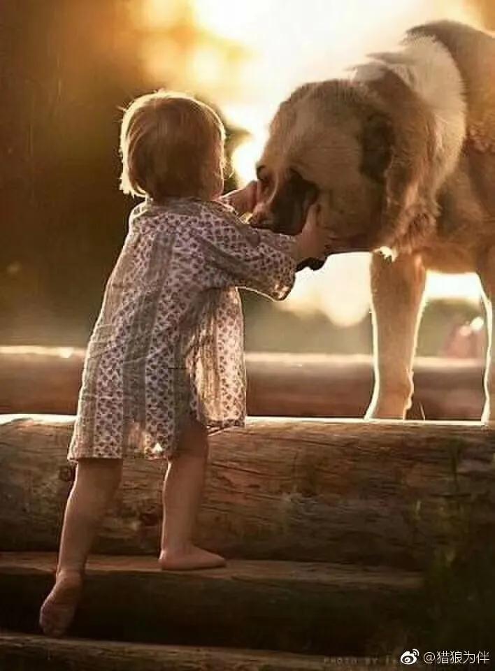 高加索猎狼犬图,高加索犬猎狼犬图片