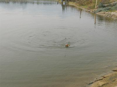 青蚯蚓和红蚯蚓哪个钓鱼效果好,大蚯蚓钓鱼好还是小蚯蚓好