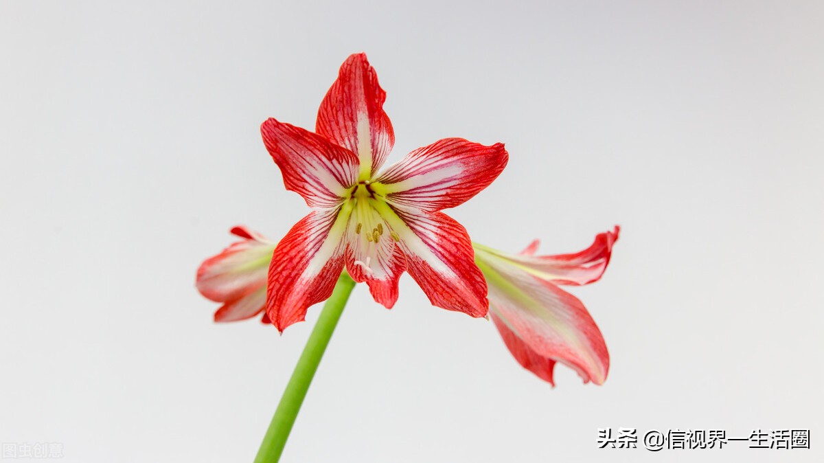 怎样配制花卉育苗用的营养土,果树花卉营养土的配制方法