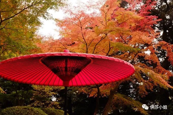 不看樱花能不能进武大,看樱花不一定要去日本的说说