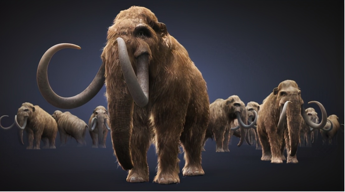 史前猛犸象有望复活,公元前2000年灭绝的猛犸象