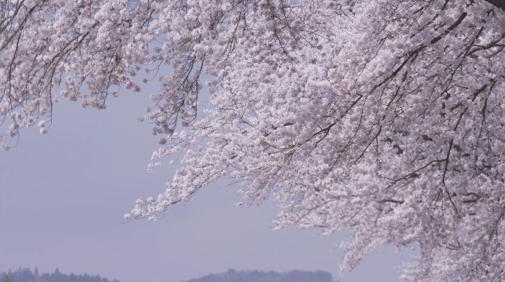 美食电影小森林,美食治愈日剧小森林