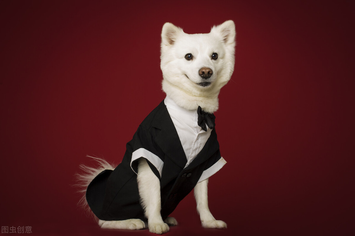 狗狗忠诚度排行榜数一数二的犬种,对主人绝对忠诚的十大狗狗排名