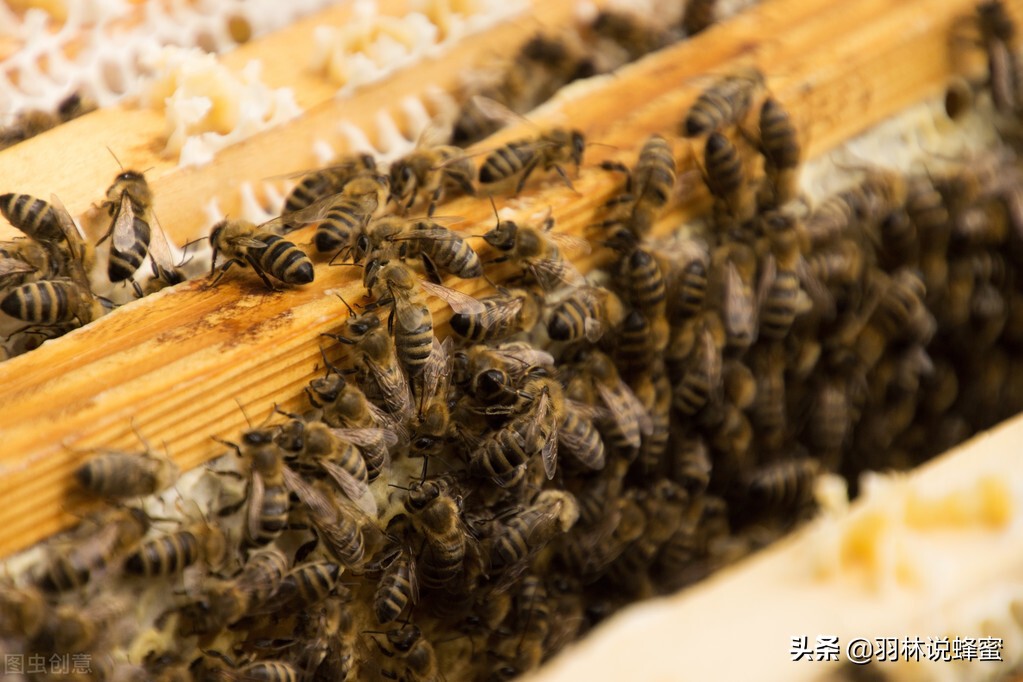 养殖蜜蜂的管理技术及要点有哪些,蜜蜂的养殖与管理知识技巧有哪些