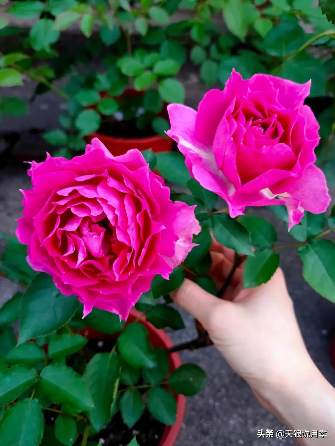 月季春季第一波花要不要剪,月季春季第一波花开后嫁接