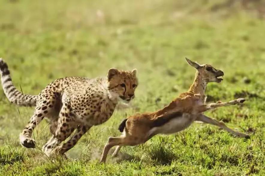 那些因为人类猎杀而灭绝的动物,因人类捕杀而灭绝的动物