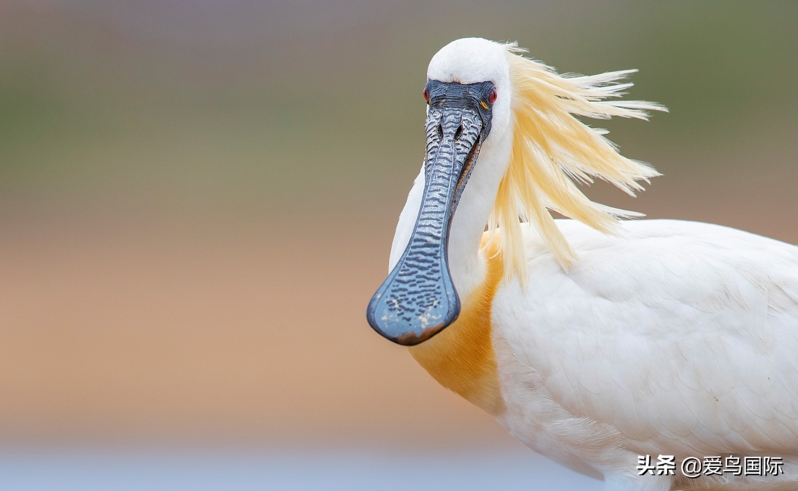 躁动的繁殖季节2021观鸟大年五月精华作品集