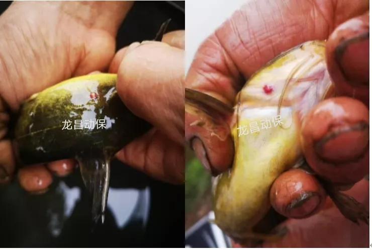 2020年一线业务走访黄颡鱼塘口的经验之谈