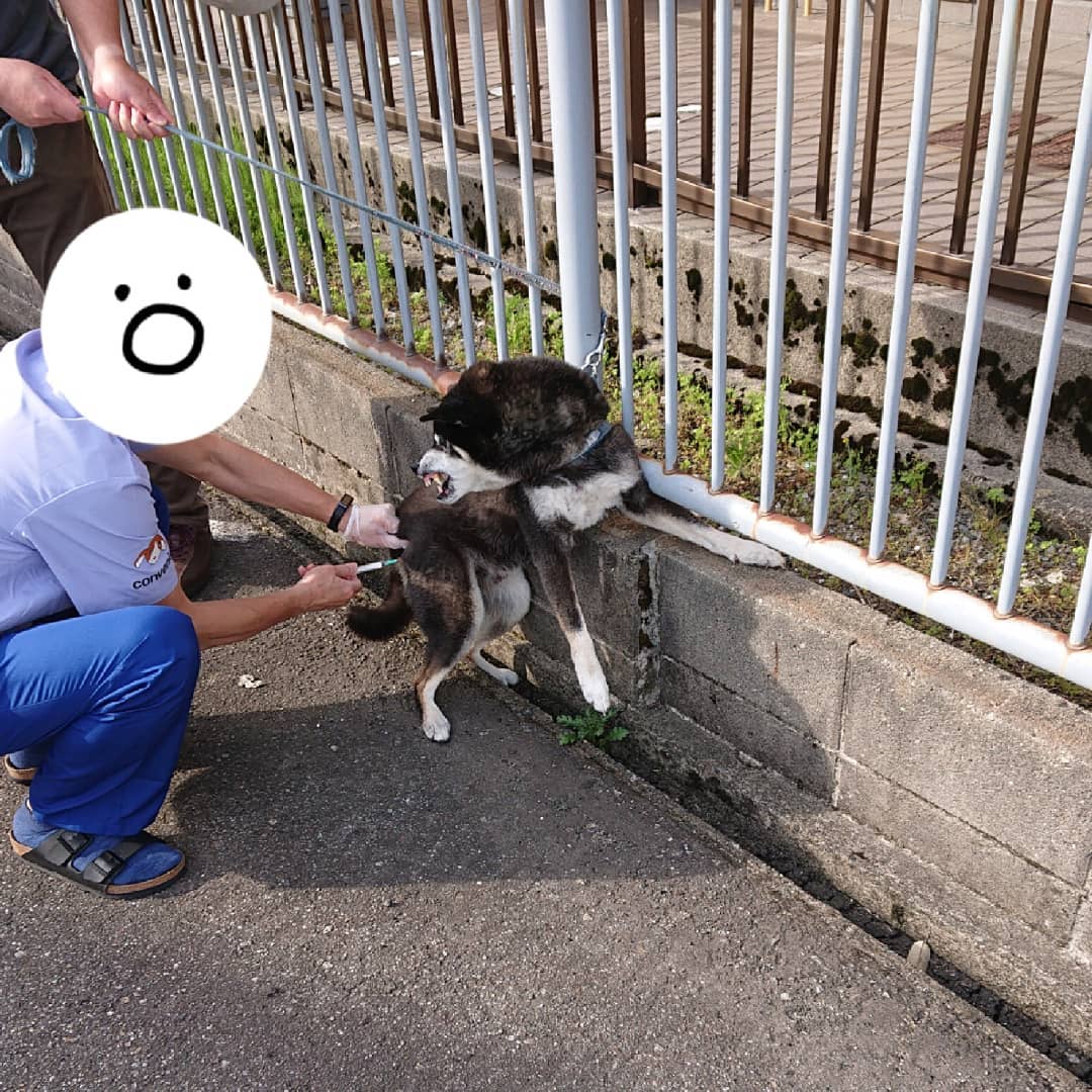 柴犬为什么那么少人买,1000左右的不纯种柴犬