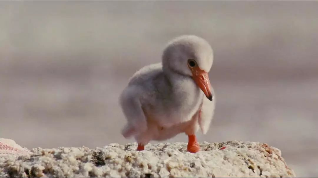 记录中国各种珍稀动物的纪录片,20分钟大自然动物世界纪录片