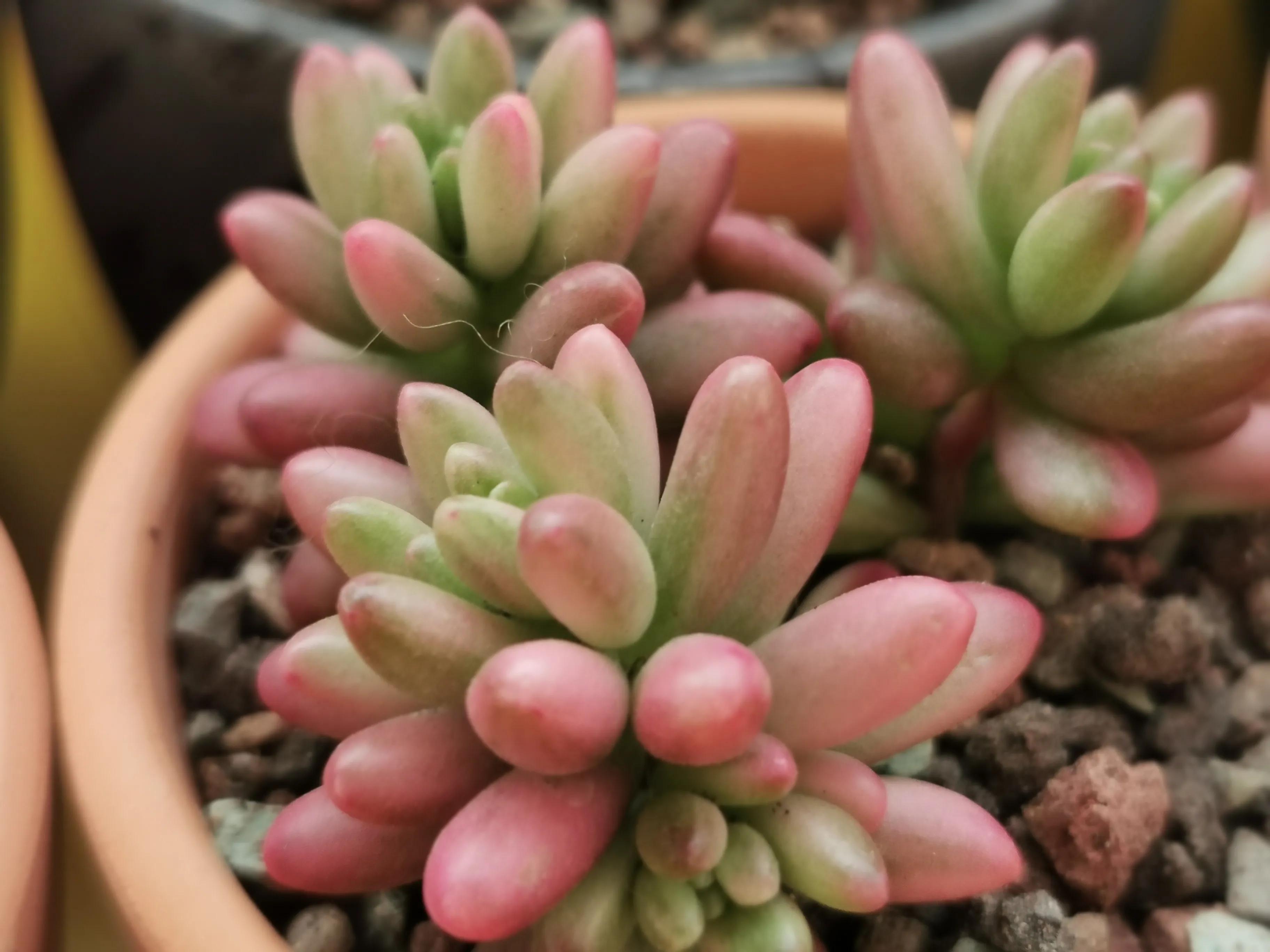 新购大单头多肉上盆,多肉品种大全大集合