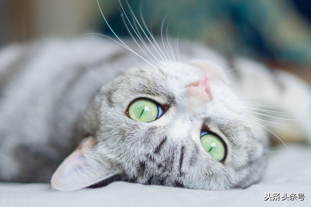 美短折耳猫怎么养,美短猫和狸花哪个好养