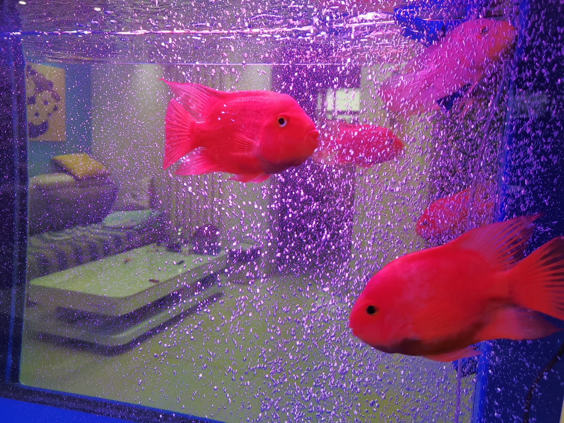 新买的鱼缸需要怎么处理再入缸,新鱼缸到家怎么处理