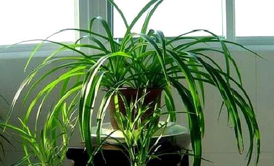 教你几点养吊兰的小方法,养吊兰小技巧