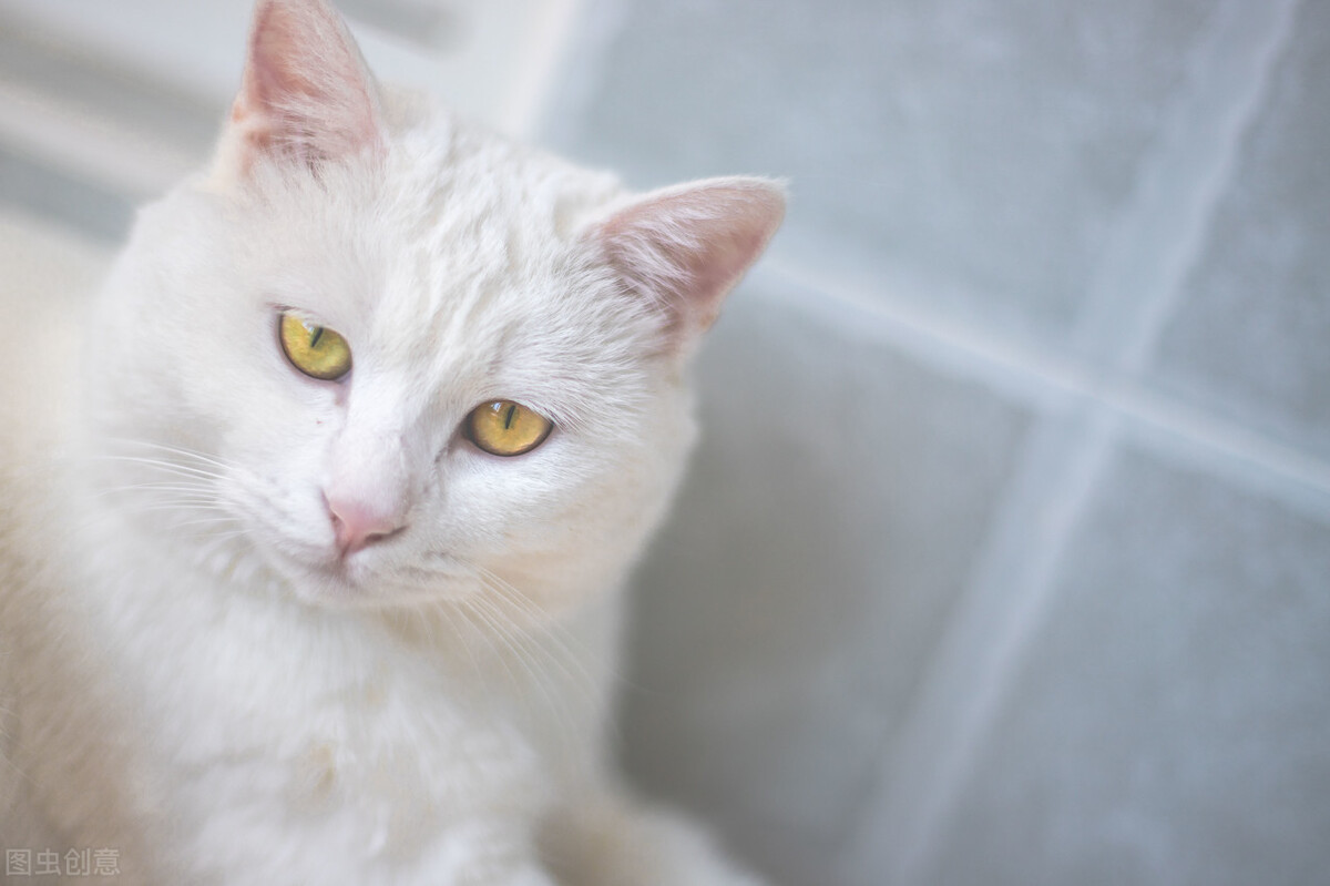 母猫发情期可以绝育吗,母猫发了情一般持续几天