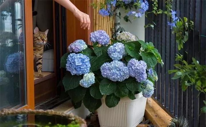 盆栽花发蔫什么原因,买回来的花很快就蔫的原因