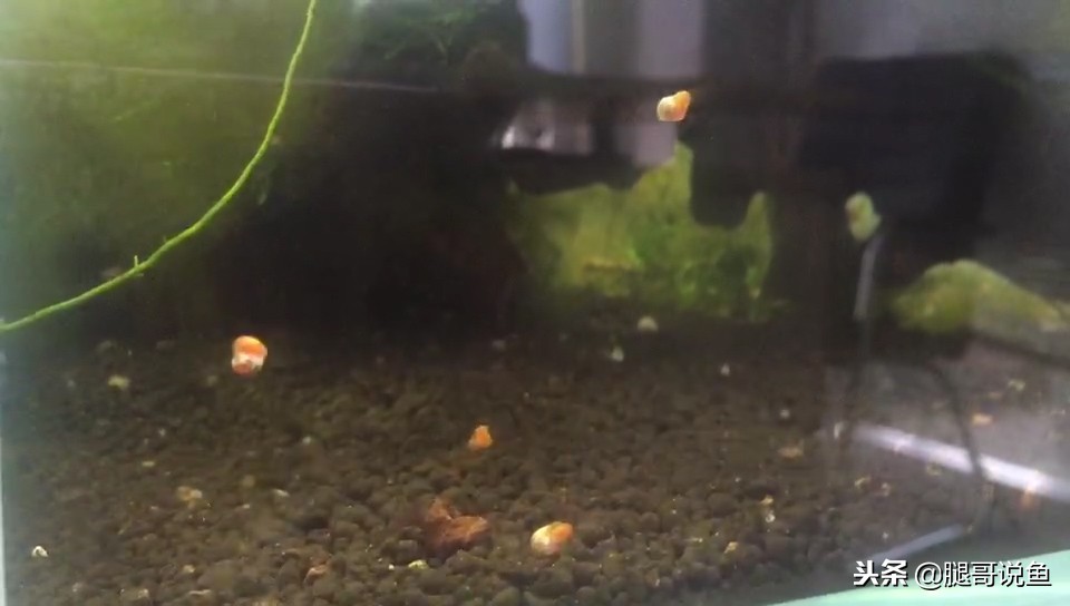 多少只苹果螺除藻,草缸苹果螺怎么防止爆缸