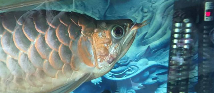 龙鱼水泡病可以下盐吗,龙鱼头部水泡怎么治疗