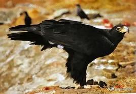 金雕猛禽排名,猛禽战斗力排行榜第一名