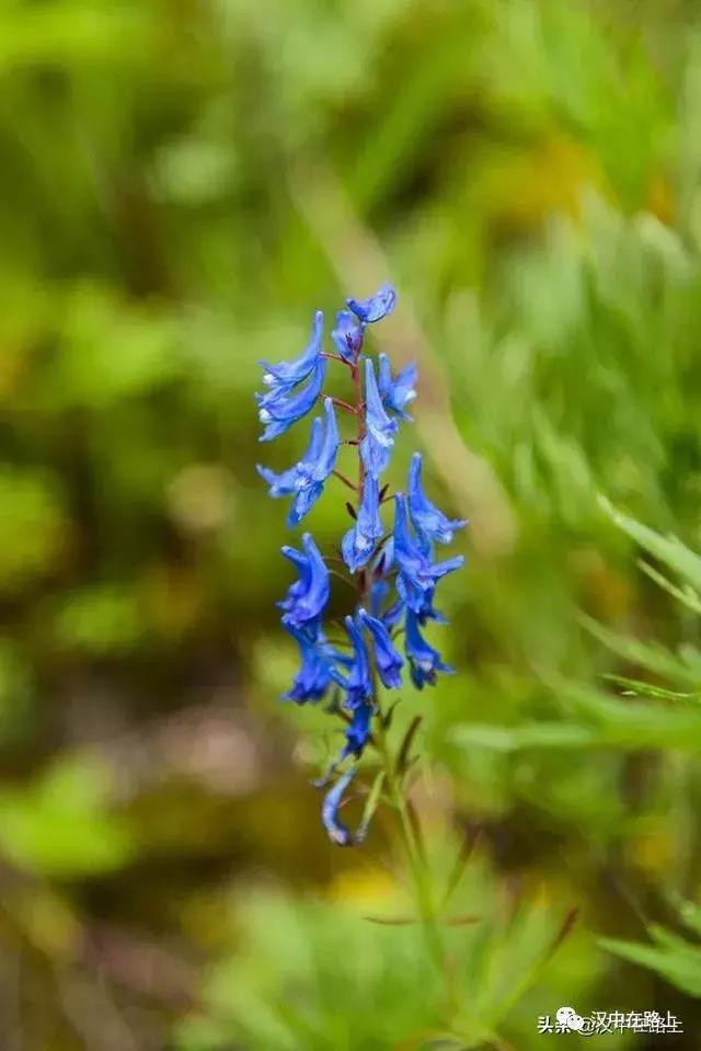 探秘汉中,汉中一村子窜入野生羚牛