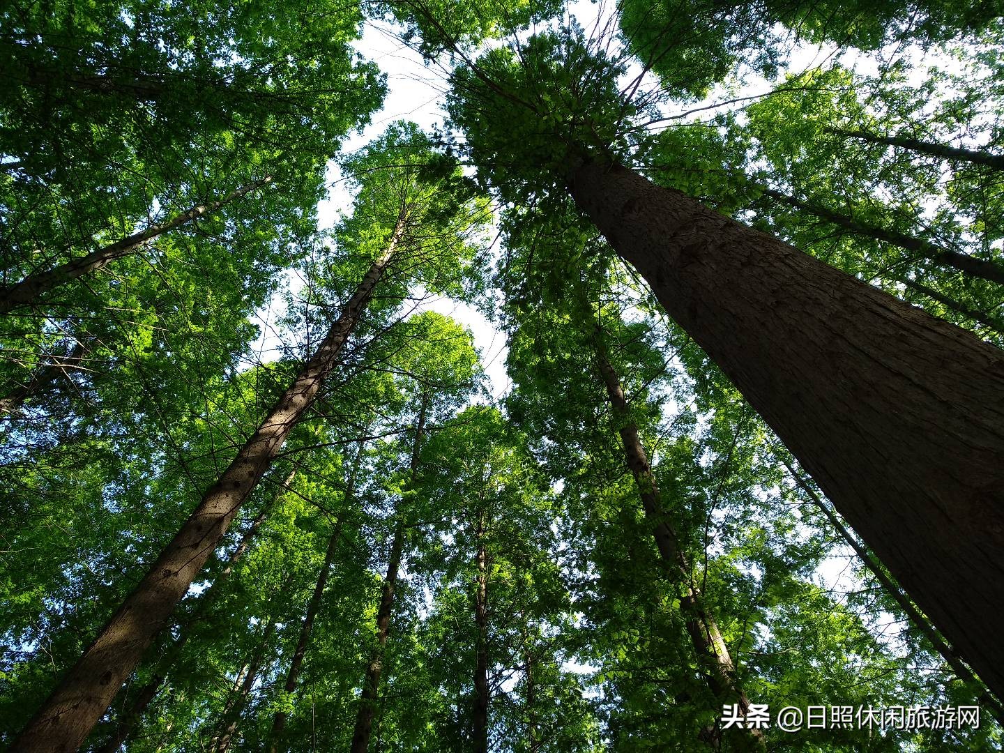 江苏去山东日照旅游攻略,日照到江苏自驾游最佳路线