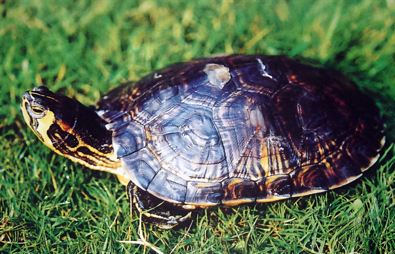 龟类纪录片,龟类图片