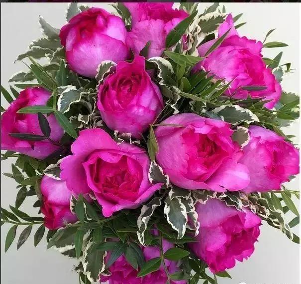 玫瑰花有哪些品种,玫瑰花有哪些品种大全