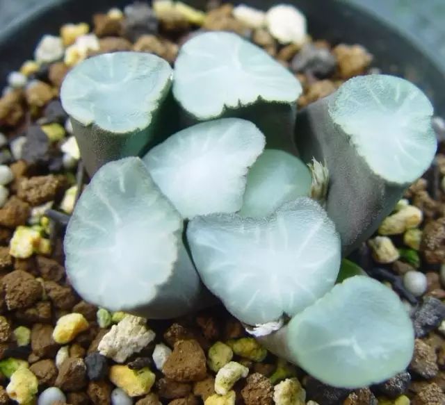 多肉植物好养又容易开花,长相怪异的9种多肉植物