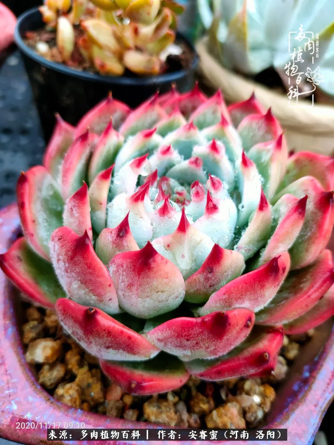 现在是多肉最美的季节,多肉最美的季节来啦