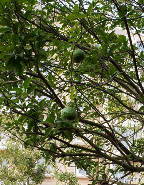 祥泰之州,祥泰之州意思