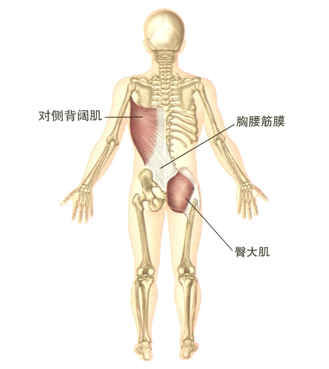 代偿性疼痛怎么回事,代偿训练法