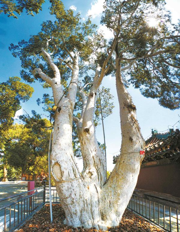 绿化景观的松树有哪些,景观园林松树林