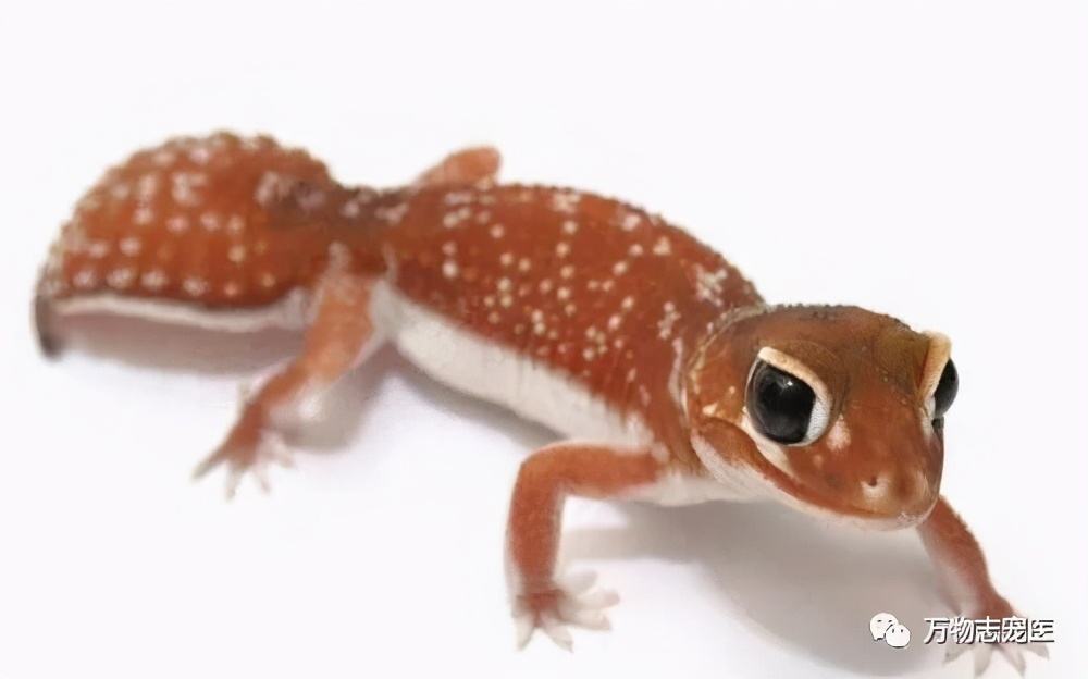 新宠到家,新宠到家注意事项