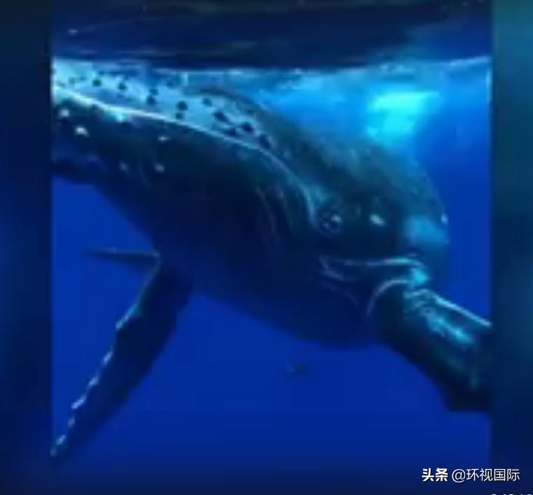 潜水员和虎鲸玩耍,蓝鲸和潜水员