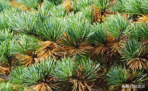 松柏松针发黄怎么办,盆景松树叶子发黄怎么挽救