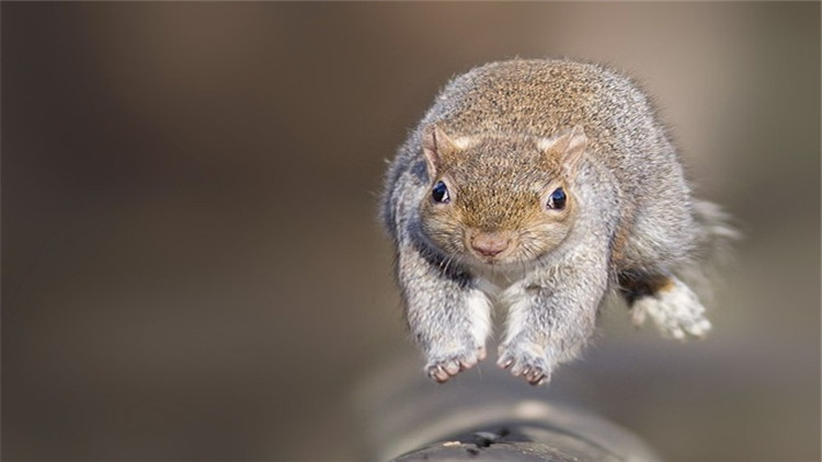 松鼠什么季节脱毛最好,松鼠脱毛