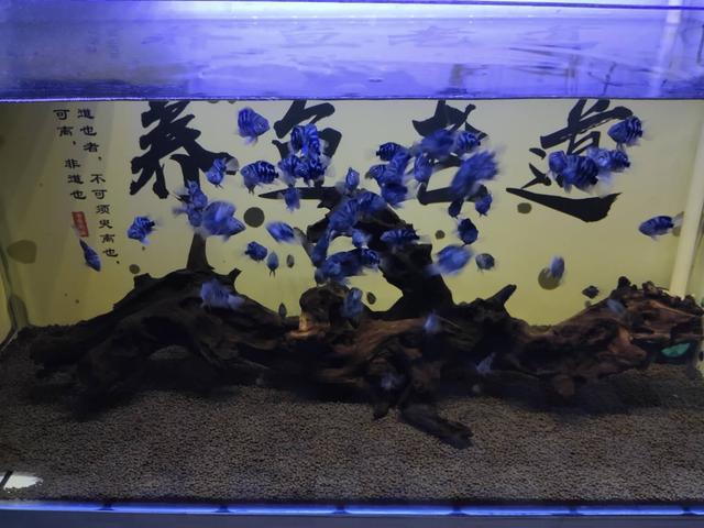 初次养观赏鱼的正确方法,观赏鱼定期检疫方法