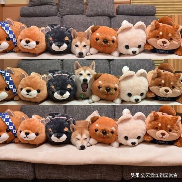 日本一博主给自家的两只柴犬买了几十只玩偶每天上演真实版找不同