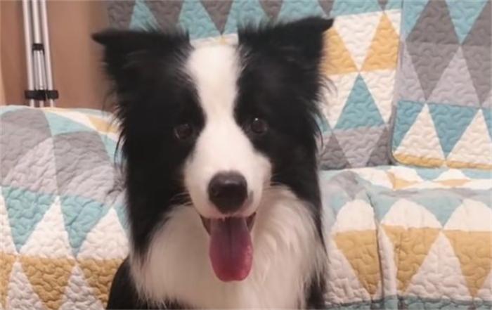 边牧赶鸭子,为什么赶鸭子都是边牧