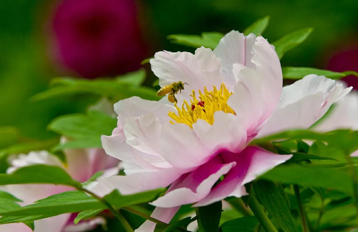 春季盆栽牡丹花蔫了怎么办,牡丹花夏季枯萎的原因有哪些