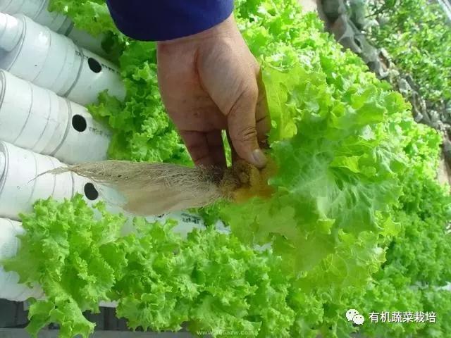 水培蔬菜种植的基础知识,水培蔬菜家庭版水培生菜