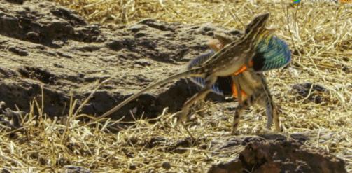 豆瓣netflix电影,bbc地球奇观纪录片